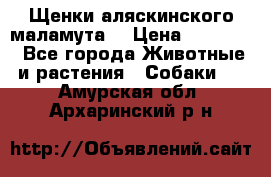 Щенки аляскинского маламута  › Цена ­ 15 000 - Все города Животные и растения » Собаки   . Амурская обл.,Архаринский р-н